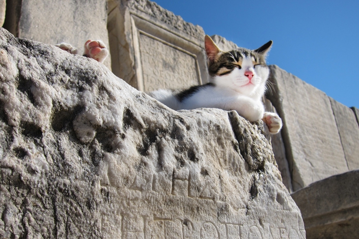 A Rome, les chats sont protégés comme les monuments !