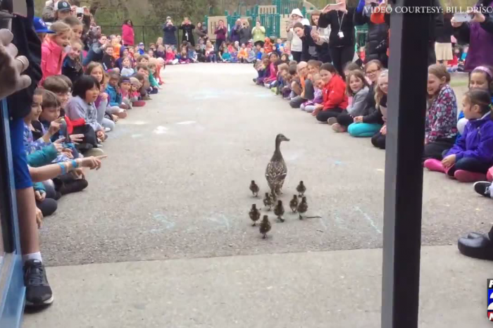 L'école qui protège les canards