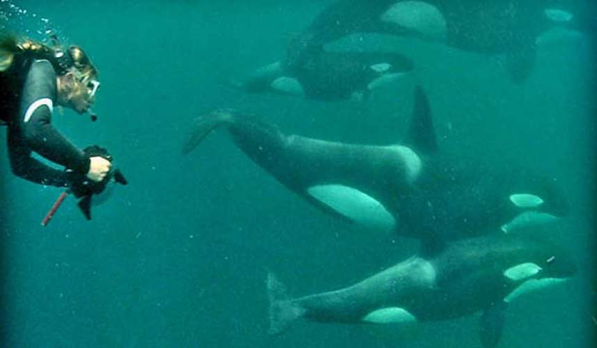 studie van het gedrag van wilde orka's 