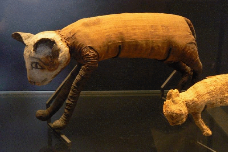Chat momifié exposé au musée du Louvre 